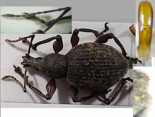 Réf. 207 714 : Otiorhynchus ghilianii